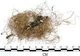 中文名:菘蘿屬(L00002069)學名:Usnea(L00002069)