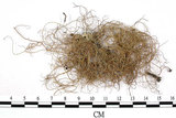 中文名:菘蘿屬(L00002069)學名:Usnea(L00002069)