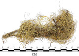 中文名:菘蘿屬(L00002073)學名:Usnea(L00002073)