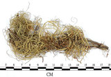 中文名:菘蘿屬(L00002073)學名:Usnea(L00002073)