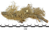 中文名:菘蘿屬(L00002075)學名:Usnea(L00002075)