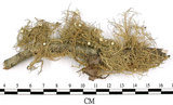 中文名:菘蘿屬(L00002075)學名:Usnea(L00002075)