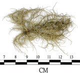 中文名:菘蘿屬(L00002081)學名:Usnea(L00002081)