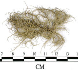 中文名:菘蘿屬(L00002081)學名:Usnea(L00002081)