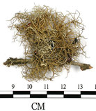 中文名:菘蘿屬(L00002084)學名:Usnea(L00002084)