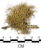 中文名:菘蘿屬(L00002084)學名:Usnea(L00002084)