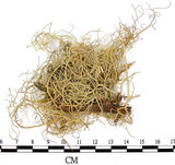 中文名:菘蘿屬(L00002107)學名:Usnea(L00002107)