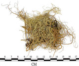 中文名:菘蘿屬(L00002107)學名:Usnea(L00002107)