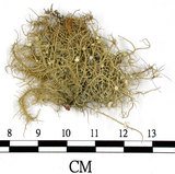 中文名:菘蘿屬(L00002108)學名:Usnea(L00002108)