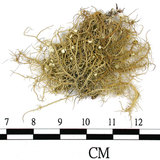 中文名:菘蘿屬(L00002108)學名:Usnea(L00002108)