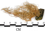 中文名:菘蘿屬(L00002131)學名:Usnea(L00002131)