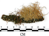 中文名:菘蘿屬(L00002132)學名:Usnea(L00002132)