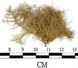 中文名:菘蘿屬(L00002134)學名:Usnea(L00002134)