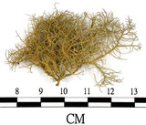 中文名:菘蘿屬(L00002134)學名:Usnea(L00002134)