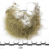 中文名:菘蘿屬(L00002160)學名:Usnea(L00002160)