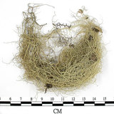 中文名:菘蘿屬(L00002160)學名:Usnea(L00002160)