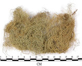 中文名:長枝菘蘿(L00002168)學名:Usnea longissima Ach.(L00002168)