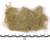 中文名:長枝菘蘿(L00002168)學名:Usnea longissima Ach.(L00002168)