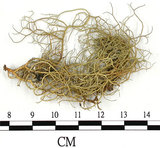 中文名:菘蘿屬(L00002199)學名:Usnea(L00002199)