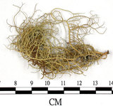 中文名:菘蘿屬(L00002199)學名:Usnea(L00002199)