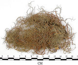 中文名:菘蘿屬(L00002201)學名:Usnea(L00002201)