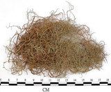 中文名:菘蘿屬(L00002201)學名:Usnea(L00002201)