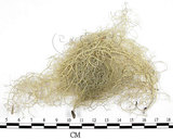 中文名:菘蘿屬(L00002219)學名:Usnea(L00002219)