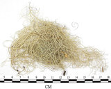 中文名:菘蘿屬(L00002219)學名:Usnea(L00002219)