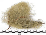 中文名:菘蘿屬(L00002249)學名:Usnea(L00002249)