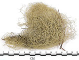 中文名:菘蘿屬(L00002249)學名:Usnea(L00002249)