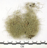 中文名:長枝菘蘿(L00002262)學名:Usnea longissima Ach.(L00002262)