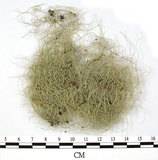 中文名:長枝菘蘿(L00002262)學名:Usnea longissima Ach.(L00002262)