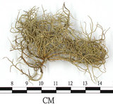 中文名:菘蘿屬(L00002304)學名:Usnea(L00002304)