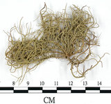 中文名:菘蘿屬(L00002304)學名:Usnea(L00002304)