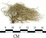 中文名:菘蘿屬(L00002324)學名:Usnea(L00002324)