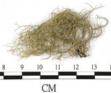 中文名:菘蘿屬(L00002324)學名:Usnea(L00002324)