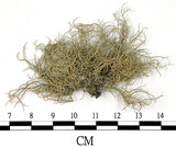 中文名:菘蘿屬(L00002329)學名:Usnea(L00002329)