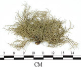 中文名:菘蘿屬(L00002329)學名:Usnea(L00002329)