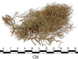 中文名:菘蘿屬(L00002332)學名:Usnea(L00002332)