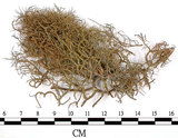 中文名:菘蘿屬(L00002332)學名:Usnea(L00002332)