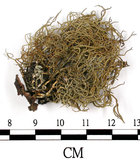 中文名:菘蘿屬(L00002353)學名:Usnea(L00002353)