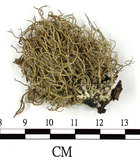 中文名:菘蘿屬(L00002353)學名:Usnea(L00002353)