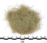 中文名:長枝菘蘿(L00002430)學名:Usnea longissima Ach.(L00002430)