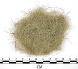 中文名:長枝菘蘿(L00002430)學名:Usnea longissima Ach.(L00002430)