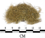 中文名:長枝菘蘿(L00002431)學名:Usnea longissima Ach.(L00002431)