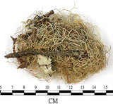 中文名:菘蘿屬(L00002517)學名:Usnea(L00002517)