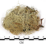 中文名:菘蘿屬(L00002517)學名:Usnea(L00002517)