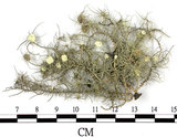 中文名:菘蘿屬(L00002535)學名:Usnea(L00002535)