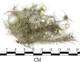 中文名:菘蘿屬(L00002535)學名:Usnea(L00002535)