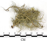 中文名:菘蘿屬(L00002539)學名:Usnea(L00002539)